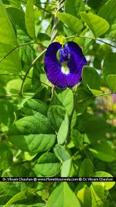 Image result for Clitoria ternatea