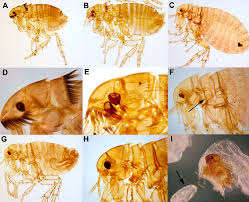 They may also need treatment for their skin if they have developed sores/irritation. What Do Human Fleas Look Like Fleascience