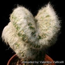 Image result for Moraea verdickii