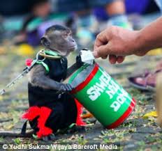 Let the success in jakarta serve as an example, other cities should follow. Topeng Monyet Shocking Pictures Show Cruel Treatment Of Monkeys Forced To Wear Masks And Ride Tiny Bicycles Daily Mail Online