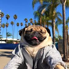 Doge computer wallpapers desktop backgrounds id 1920x1080. Pugs And Poodles The Top Designer Dog Breeds Being Left For Dead Across The Uk Puppies Not Just For Instagram