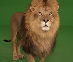 A New Technology Is Making Film Work Less Stressful For Animal Stars Instead Of Going To A Bustling Movie Set Animals Featured In Go Animals Film Making Film