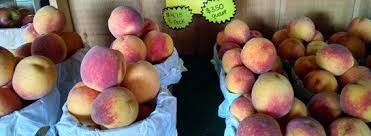 Maybe you would like to learn more about one of these? Fruit Ripening Dates Peaches Lititz Pa