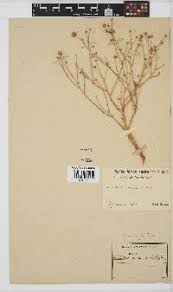 Image result for Nolletia zambesica