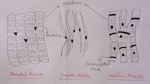 Gap junctions between cells allows coordination of contraction. How To Draw Skeletal Smooth And Cardiac Muscle Diagram Types Of Muscles Muscle Drawing