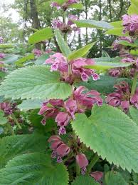 Furthermore, is lamium maculatum invasive? Pin On Perennial Annual Plants