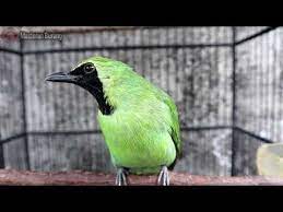 Suara Burung Cucak Ijo Gacor Jernih Untuk Pancing Emosi Burung Video Hewan Lucu Hewan