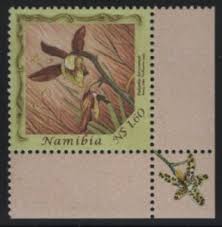 Image result for Eulophia hereroensis