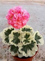100 Pcs Bag Geranium Seeds Rare Variegated Geranium Seed Potted Winter Epicworldstore Com With Images Potted Geraniums Geranium Plant Flower Seeds