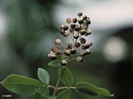 Image result for Vitex trifolia