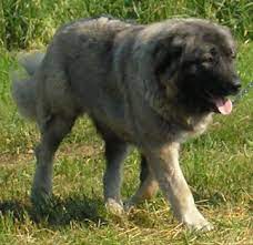 Caucasian Shepherd Hubpages Caucasian Shepherd Dog Caucasian Shepherd Caucasian Mountain Dog