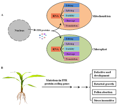 Ijms Free Full Text Functions Of Ppr Proteins In Plant Growth And Development Html