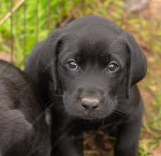 Labrador dog black animal pet labrador retriever cute puppy black lab canine. Black Lab Puppy Keyword Search Science Photo Library