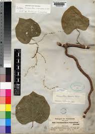 Image result for Chasmanthera