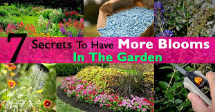 You will learn plenty about plant care for beginners with these flowers and plants. 7 Secrets To Have More Blooms In The Garden Balcony Garden Web