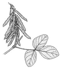 Image result for Neonotonia wightii