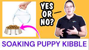 Soaking Puppy Kibble How Why And When To Stop Houndgames