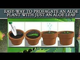 Grow Aloe Vera From A Single Leaf How To Grow Big Aloe Vera From A Single Aloe Vera Leaf Part 2 Youtube Aloe Vera Plant Propagate Aloe Vera Aloe Plant