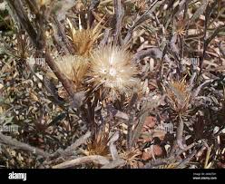 Image result for Dicoma tomentosa