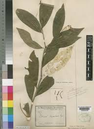 Image result for Peddiea