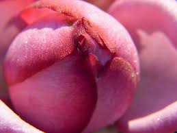 So, we are going to look at colours and type of flower, as these could. What Do Roses Mean In Dreams Exemplore