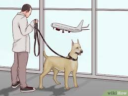 Chewy.com has been visited by 100k+ users in the past month How To Fly Domestically With Your Dog 15 Steps With Pictures
