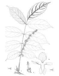 Image result for Millettia xylocarpa