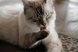 Why am i always thirsty? Why Is My Cat Always Hungry Webbox