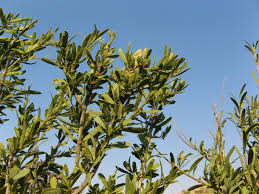 Image result for Boscia albitrunca