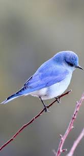 A Cute Little Blue Bird A Bird Blue Cute Little 2020 Rengarenk Kuslar Kus Resimleri Kus Tuval