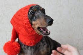Knitting Pattern Dog Hat Dachshund Hat Pet Clothes Pet Etsy Dog Hat Dachshund Hat Wiener Dog