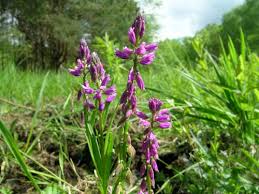 Image result for Polygala ohlendorfiana