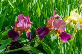 Maybe you would like to learn more about one of these? Iris Deservedly Popular It Has Delicate Petals Slightly Fragrant Stock Photo Picture And Royalty Free Image Image 141954599