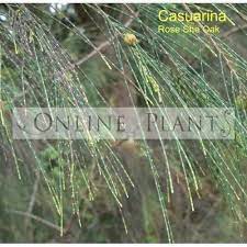 Casuarina Torulosa Rose She Oak Low Maintenance Plants Oak Plants