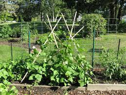 Read our editorial process to learn. Pole Bean Supports How To Stake Up Pole Beans Pole Beans Bush Beans Planting Green Beans