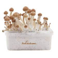 Magic Mushroom Grow Kit Amazon Xp By Freshmushrooms