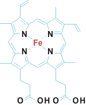 Image result for Heme