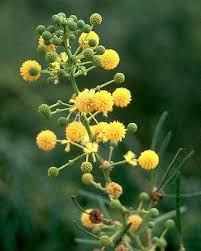 Image result for Acacia davyi