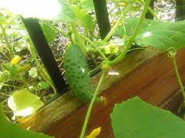 How to fertilize cucumbers when they need to be fed and protected from diseases at home? How To Fertilize Cucumbers Feeding Recommendations