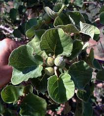 Image result for Ficus tettensis