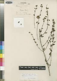 Image result for Tinnea rhodesiana