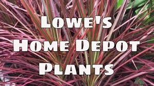 Lowes Home Depot Plant Shopping Trip Indoor Outdoor Tropical Plants In 2020 Lowes Home Depot Plants Home Depot