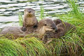 Mam 09 Tl0050 01 North American River Otter Pups And Mother On Grass Covered Log Along Edge Of Lake River Otter Otter Pup Otters