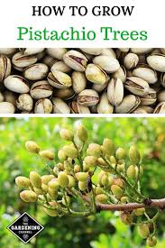 Grow Your Own Pistachio Trees Growing Fruit Trees Pistachio Tree Fruit Garden