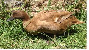 Providing a great delivery service to your door, super range thank you lisa for your excellent service. Buy And Sell Ducks Heritage Farm