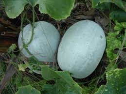 To suffer an injury when one of the conn.: Kushmanda Winter Melon Benincasa Hispida Properties Benefits Dosage