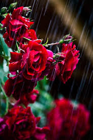 See what rose rain (rosamaya770) has discovered on pinterest, the world's biggest collection of ideas. Pin By Nancy Ruth Cope Phd On Taking It All In Beautiful Flowers Flowers Red Roses