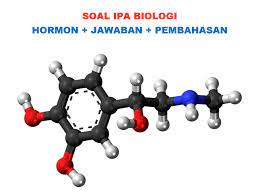 60 soal pilgan dan essay tentang sistem hormon dan jawabannya soal pilihan ganda tentang hormon sejumlah 50 soal, lengkap dengan kunci jawaban dan pembahasan telah kami sampaikan kepada pembaca. 50 Soal Pilihan Ganda Tentang Hormon Beserta Jawaban Sma Muttaqin Id