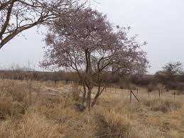 Image result for Philenoptera nelsii