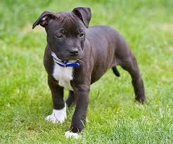 Harvey The Staffordshire Bull Terrier Staffordshire Bull Terrier Puppies Cute Baby Animals Staffordshire Bull Terrier